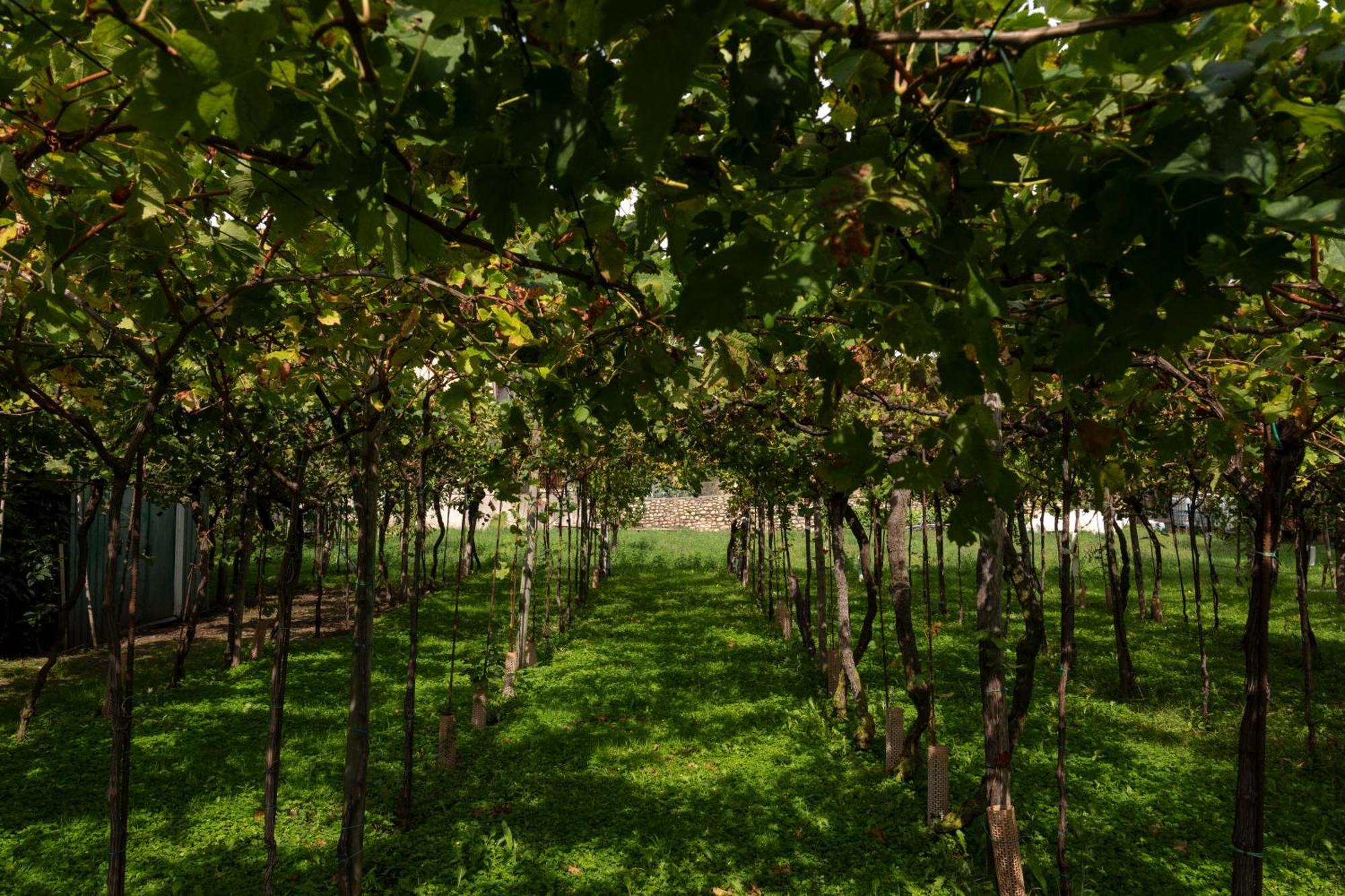 La Terrazza Sulle Vigne B&B Corte Franca Eksteriør billede